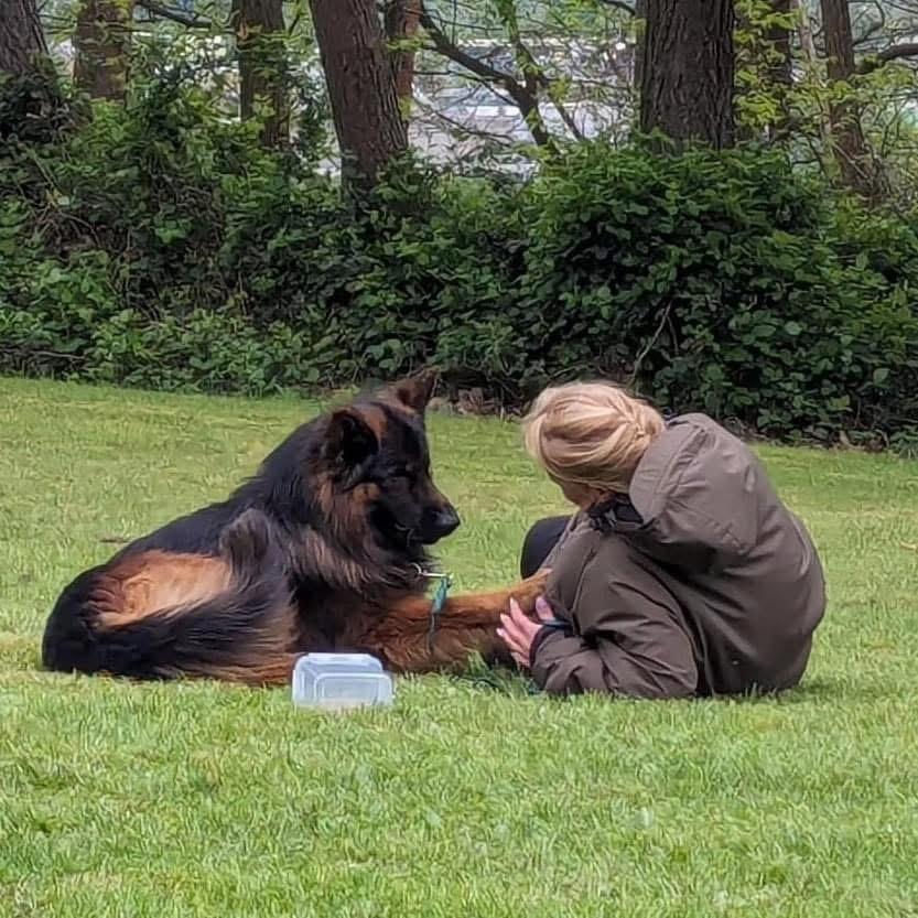 Sylvia mit Schäferhund in ruhiger Verbindung im Gras